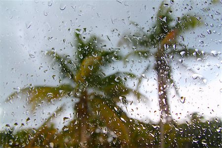Hurricane tropical storm palm trees from car inside window glass water drops Stock Photo - Budget Royalty-Free & Subscription, Code: 400-05318665