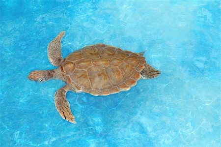 simsearch:400-04352812,k - Green sea Turtle Chelonia mydas  Caribbean sea Cheloniidae water surface Stock Photo - Budget Royalty-Free & Subscription, Code: 400-05318667