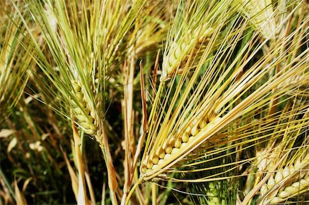 simsearch:400-04698173,k - Closeup view of Tibetan wheat in the summer Photographie de stock - Aubaine LD & Abonnement, Code: 400-05318728