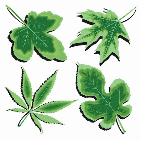 simsearch:400-05304951,k - green leaves collection against white background, abstract vector art illustration Foto de stock - Super Valor sin royalties y Suscripción, Código: 400-05319168