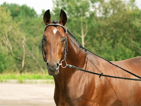portrait of bay horse outdoor sunny day Foto de stock - Super Valor sin royalties y Suscripción, Código: 400-05319559