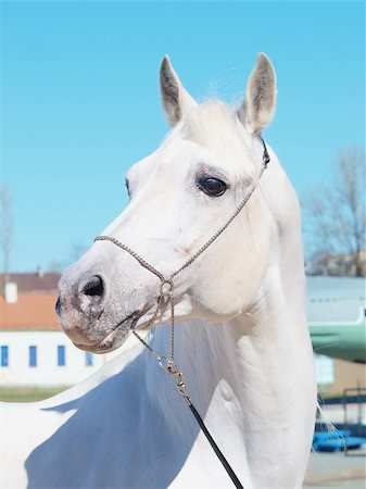portrait of the white arabian horse Foto de stock - Super Valor sin royalties y Suscripción, Código: 400-05319560