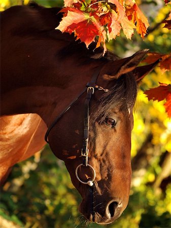 portrait of bay horse outdoor sunny day Foto de stock - Super Valor sin royalties y Suscripción, Código: 400-05319561