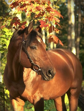 portrait of bay horse outdoor sunny day Foto de stock - Super Valor sin royalties y Suscripción, Código: 400-05319562