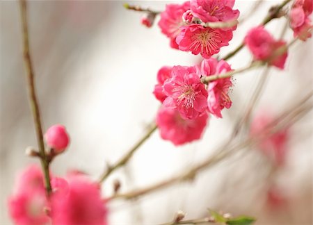 cherry blossoms for chinese new year Foto de stock - Super Valor sin royalties y Suscripción, Código: 400-05310224