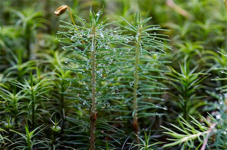 softwood - Detail of the dewy sprout Stock Photo - Budget Royalty-Free & Subscription, Code: 400-05310358