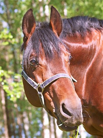 portrait of bay horse .outdoor sunny day Foto de stock - Super Valor sin royalties y Suscripción, Código: 400-05310386