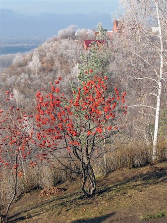 red bridge snowy river - Red rowan on a slope. Stock Photo - Budget Royalty-Free & Subscription, Code: 400-05310397