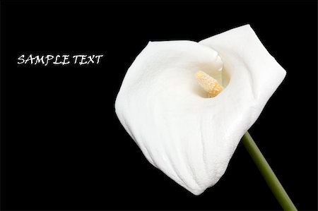 easter lily background - Calla lily isolated on a black background Stock Photo - Budget Royalty-Free & Subscription, Code: 400-05310946