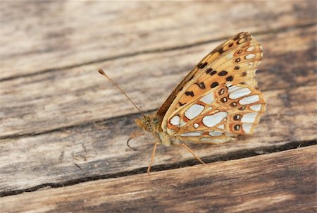 falena - Butterfly on wood Fotografie stock - Microstock e Abbonamento, Codice: 400-05310968
