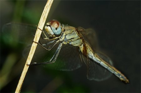 simsearch:400-04824887,k - portrait of dragonfly on the stem in the marsh Stock Photo - Budget Royalty-Free & Subscription, Code: 400-05310994