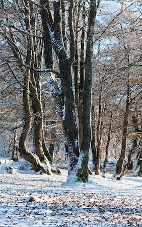 simsearch:400-05713513,k - October mountain beech forest with first winter snow and last autumn leafs over Stock Photo - Budget Royalty-Free & Subscription, Code: 400-05311057