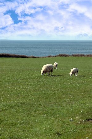 simsearch:400-05684520,k - sheep and lamb grazing on green grass on the coast in ireland Stock Photo - Budget Royalty-Free & Subscription, Code: 400-05311074