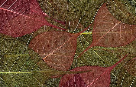 Background consisting of decorative leaves Photographie de stock - Aubaine LD & Abonnement, Code: 400-05311128