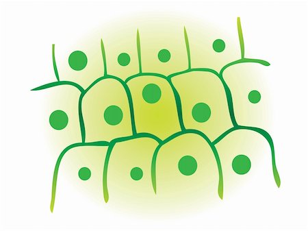 simsearch:400-08409196,k - photosynthesis leaf plant cell vector illustration Stock Photo - Budget Royalty-Free & Subscription, Code: 400-05311324