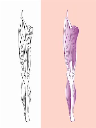 simsearch:400-05311566,k - Anatomic leg muscular system Stockbilder - Microstock & Abonnement, Bildnummer: 400-05311530