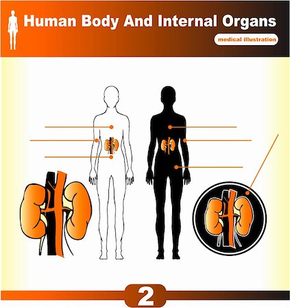 digestive system arteries - Human Internal Organs vector Kidney Stock Photo - Budget Royalty-Free & Subscription, Code: 400-05311561