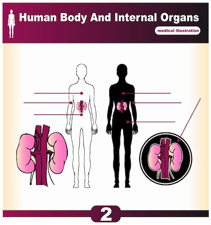 Human Internal Organs vector Kidney Stock Photo - Budget Royalty-Free & Subscription, Code: 400-05311562