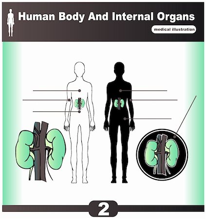 Human Internal Organs vector Kidney Stock Photo - Budget Royalty-Free & Subscription, Code: 400-05311563