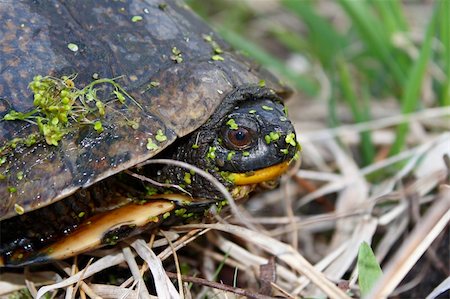 A Blandings Turtle (Emydoidea blandingii) peaks out of its shell in northern Illinois. Stock Photo - Budget Royalty-Free & Subscription, Code: 400-05311846