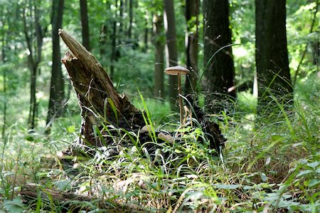 simsearch:400-04227194,k - Miscellany mushrooms growing in the forest grass Stock Photo - Budget Royalty-Free & Subscription, Code: 400-05311894