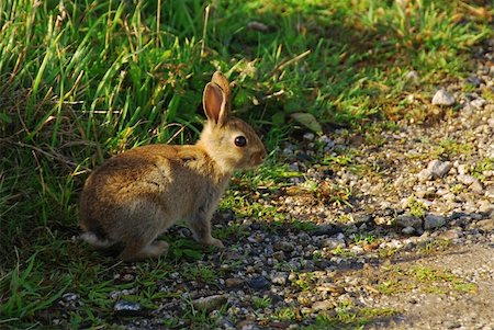 simsearch:400-07556485,k - Little hare in the grass Photographie de stock - Aubaine LD & Abonnement, Code: 400-05311891