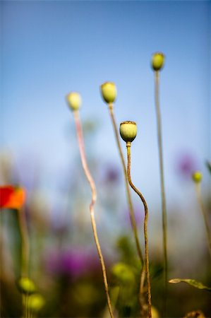 poppies pods - Poppy flowers growing wild on meadows in summer Stock Photo - Budget Royalty-Free & Subscription, Code: 400-05311901