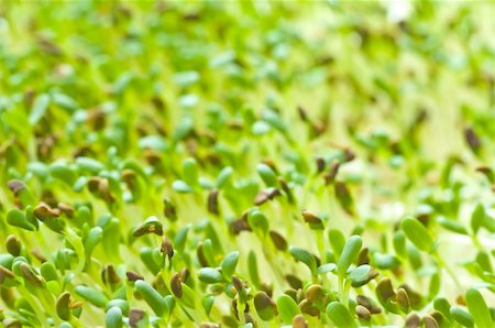 sprouts of alfalfa Photographie de stock - Aubaine LD & Abonnement, Code: 400-05311964