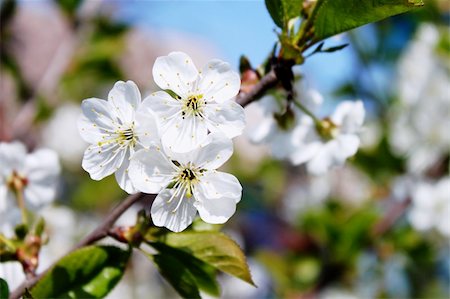 In the spring the cherry trees covered with snow-white flowers Foto de stock - Royalty-Free Super Valor e Assinatura, Número: 400-05311962