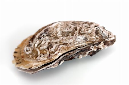 raw oyster - Raw oysters and fresh for the holiday of the year Stock Photo - Budget Royalty-Free & Subscription, Code: 400-05312198