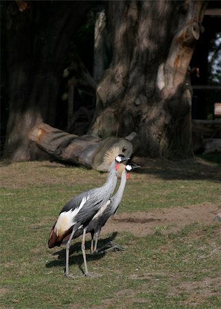 Two Grey Crowned Cranes at a zoo. Foto de stock - Super Valor sin royalties y Suscripción, Código: 400-05312227