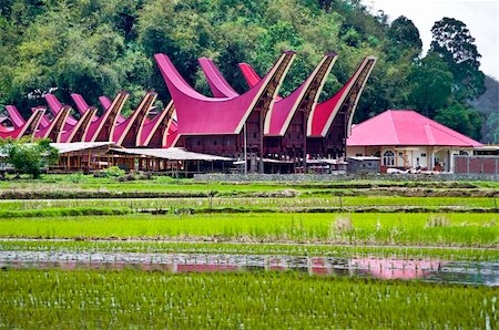 east village - Household in Toraja village in Sulawasi Indonesia with rice field Stock Photo - Budget Royalty-Free & Subscription, Code: 400-05313204