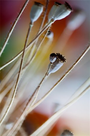 poppies pods - Autumn concept image with dry poppy pods Stock Photo - Budget Royalty-Free & Subscription, Code: 400-05313237