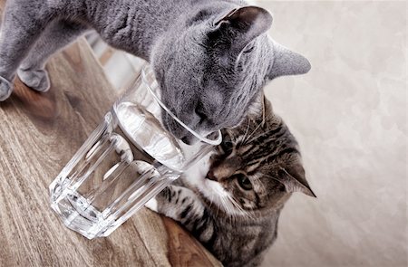 Two cats with glass of water studio shot Stock Photo - Budget Royalty-Free & Subscription, Code: 400-05313243