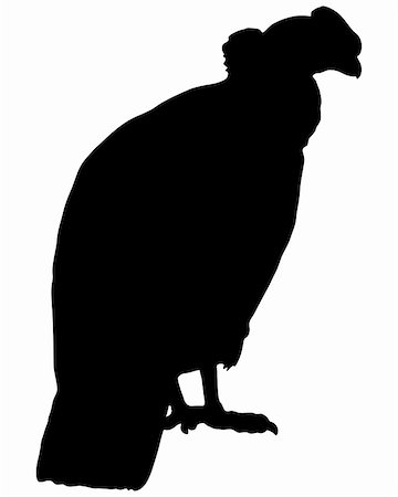 Condor Silhouette Photographie de stock - Aubaine LD & Abonnement, Code: 400-05313510