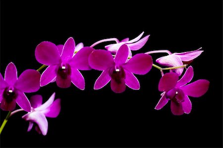 simsearch:632-01638111,k - Macro on purple orchid isolated on black Stock Photo - Budget Royalty-Free & Subscription, Code: 400-05313660