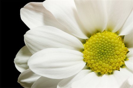 simsearch:400-05245245,k - beautiful white chrysanthemum against the black background Foto de stock - Super Valor sin royalties y Suscripción, Código: 400-05313757