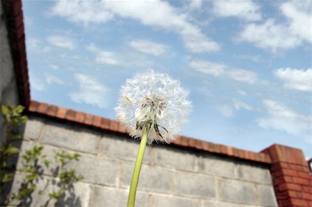 dandelion blowing in the wind - a beautiful wild dandelion flower in the back garden Stock Photo - Budget Royalty-Free & Subscription, Code: 400-05313851