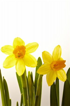 easter lily background - Nice daffodil background, for advertise or background for spring or easter themes Stock Photo - Budget Royalty-Free & Subscription, Code: 400-05313881