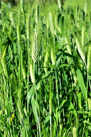 simsearch:400-04983141,k - Spikes in green field of wheat. Stock Photo - Budget Royalty-Free & Subscription, Code: 400-05324281