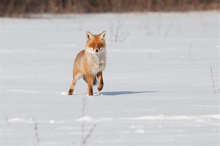 Fox on white snow Stock Photo - Budget Royalty-Free & Subscription, Code: 400-05324315