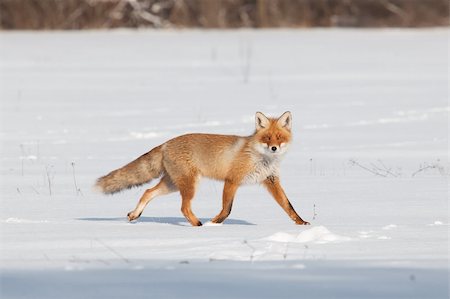 Fox on white snow Stock Photo - Budget Royalty-Free & Subscription, Code: 400-05324316