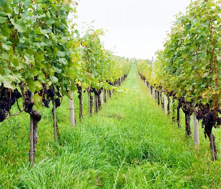 simsearch:614-03697365,k - An image of a green vineyard and grass Foto de stock - Royalty-Free Super Valor e Assinatura, Número: 400-05324420