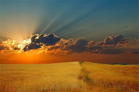fields gold sunset - An image of a field with golden rye Stock Photo - Budget Royalty-Free & Subscription, Code: 400-05324422