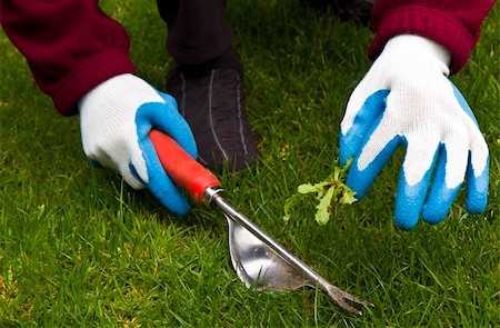 simsearch:400-08961753,k - Hand weed Tool, gloves and actual weed pulled Fotografie stock - Microstock e Abbonamento, Codice: 400-05324740