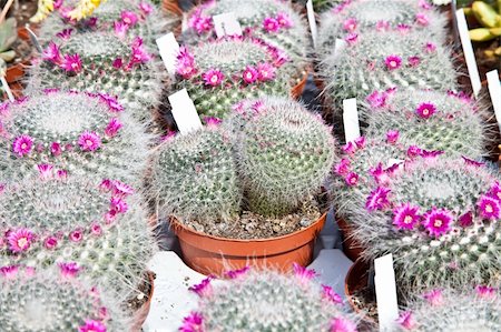 simsearch:400-04030678,k - Small cactus plants in a market during a sunny day Stock Photo - Budget Royalty-Free & Subscription, Code: 400-05324790