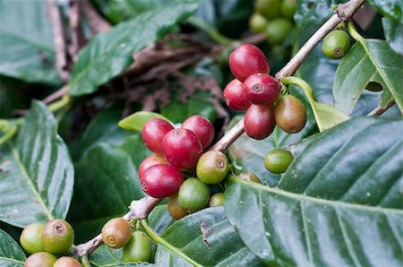pictures of coffee beans and berry - Coffee tree bearing in thailand Stock Photo - Budget Royalty-Free & Subscription, Code: 400-05325159
