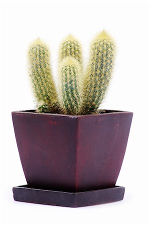 simsearch:400-06128310,k - cactus isolated over white background Stock Photo - Budget Royalty-Free & Subscription, Code: 400-05325231