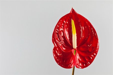 flamingo not pink not bird - beautiful red anthurium on a white background Stock Photo - Budget Royalty-Free & Subscription, Code: 400-05325432