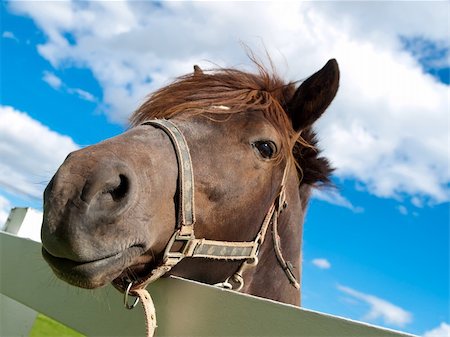 simsearch:400-08130471,k - Face Horse Stock Photo - Budget Royalty-Free & Subscription, Code: 400-05325715